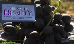 Sun World: Midnight Beauty