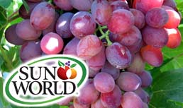 Sun World: Seedless Grapes