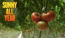Organic Greenhouse Tomatoes from California
