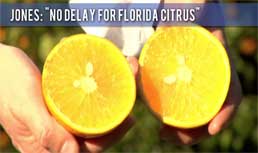 Market Update: Florida Citrus