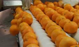 World Pack: Clementine Repacking