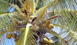 Cocos for Life: Value-Added Coconuts at CPMA 2010