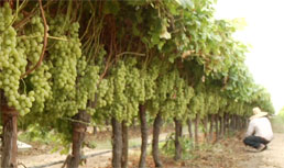 Autumn KIng Grapes