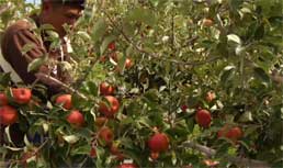 Honeycrisp Apple