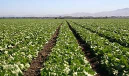 Iceberg Lettuce Update