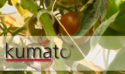 Kumato Tomato