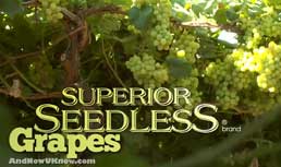 Superior Seedless Grapes