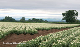 Market Update: Potatoes