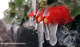 Florida Strawberry Freeze Update