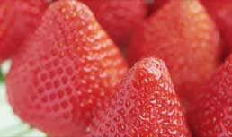 Market Update: Easter Strawberry Forecast