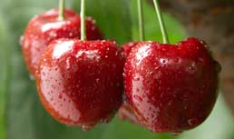 How Weather Has Affected Cherry Production