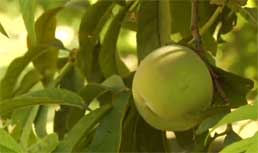 UC Davis Peach Research