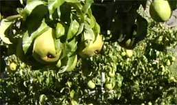 D'Anjou Pears