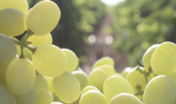 Giumarra, Sage Fruit and PMA