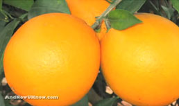 LoBue Citrus and Tanimura & Antle