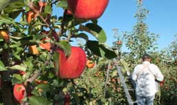 Stemilt, Western Growers and Allen Lund Company