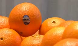 Booth Ranches: Family Grown Valencia and Navel Oranges at Southern Exposure 2011