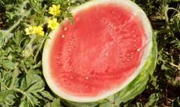 Timco: Mini Seedless Watermelons at CPMA 2011