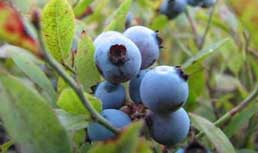 West Coast Blueberries