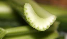 Celery Update