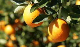 Summer Citrus