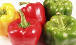 Bell Pepper Update