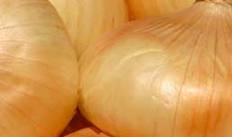 Sweet Onion Update