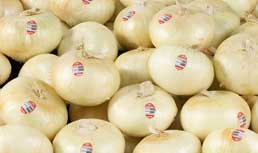 Peruvian Sweet Onions