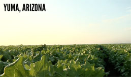 Yuma Lettuce: Disease and Freeze Take a Toll