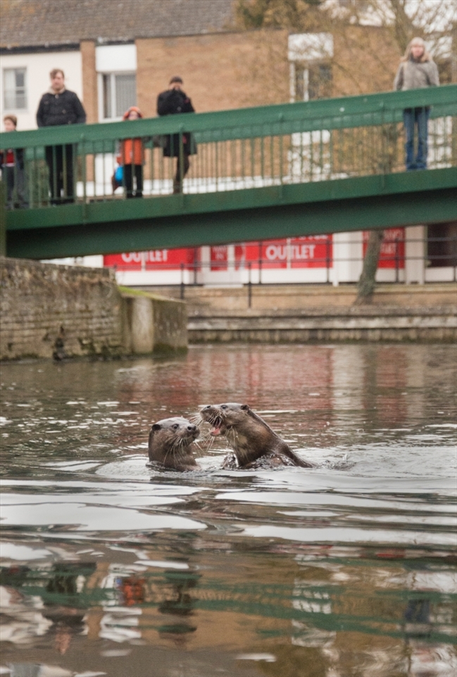 Two otters meet in the middle of town and start to fight. They are getting used to living in an urban situation and they don’t seem to be disturbed by our presence. With towns and cities encroaching on the countryside, more and more species have to adapt and if they cant they will die.