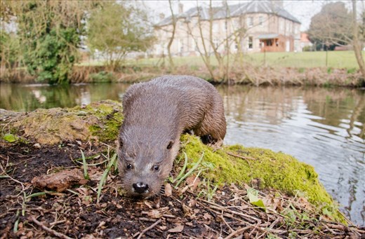 Otter sprainting outside a house in town. They spraint to communicate with one another but these massages can be lost when humans or there dogs are walking over the same area.