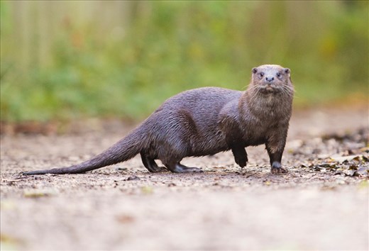 Normally trodden on by dog walkers and businessmen. This path is regularly occupied by the otter, as it moves from one river to another.