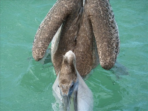 At the pier, you can wait out the storm and watch birds catch unsuspecting fish.