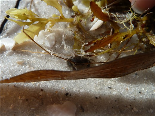 This little guy was hiding among the washed up seaweed.  