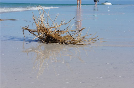 The next day driftwood and seaweed are washed up on shore with newly smooth sand