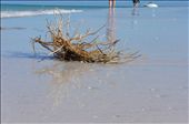 The next day driftwood and seaweed are washed up on shore with newly smooth sand: by 1000stepstonowhere, Views[434]