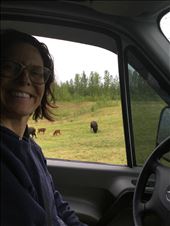 Bison on the road...with babies: by 1911sven, Views[544]