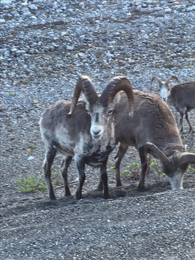 roadside fauna, stonesheep