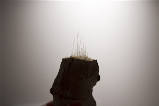 Backlit thumb of (stringy) ginger root