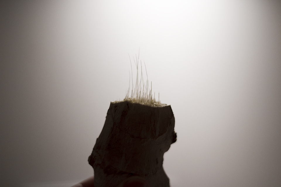 Backlit thumb of (stringy) ginger root