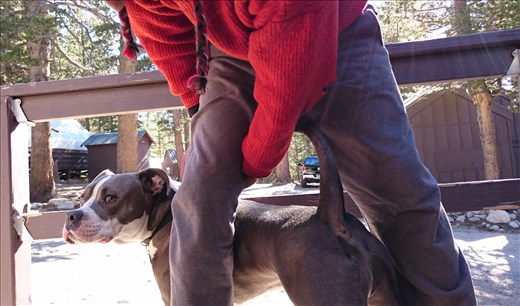 Ranger boy the nuckle-head