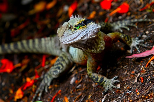 A friendly lizard and a 200mm