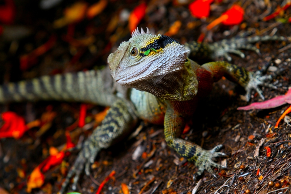 A friendly lizard and a 200mm