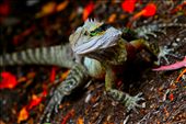 A friendly lizard and a 200mm: by 2dion3, Views[253]