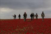 Free Army fighters walk in a field of flowers during a reconnaissance mission: by 360daysinawarzone, Views[502]