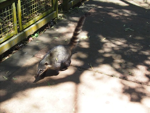PNI resident coatí