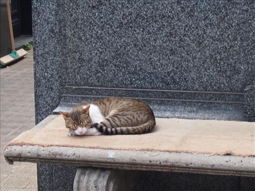 One of the feline residents at Recoleta