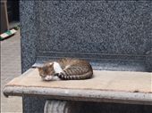 One of the feline residents at Recoleta: by 7dayadventurer, Views[387]