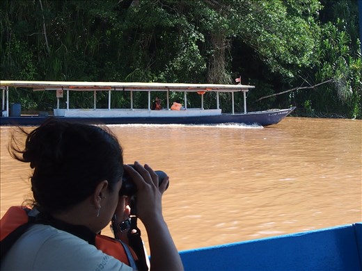 Avian watch on the river