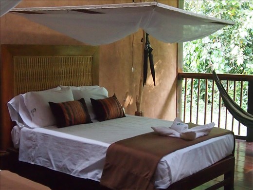 Room with a jungle view!